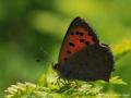 Lycaena phlaeas (Beneklibakırgüzeli)